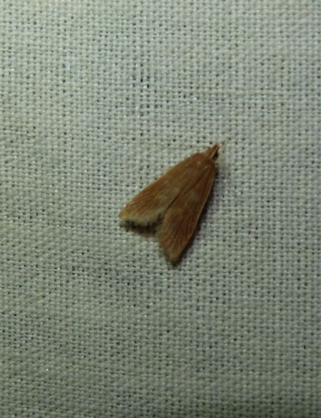 Helcystogramma rufescens  - Sylvain Lethuillier