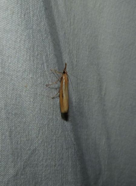 Crambus des tiges  - Sylvain Lethuillier