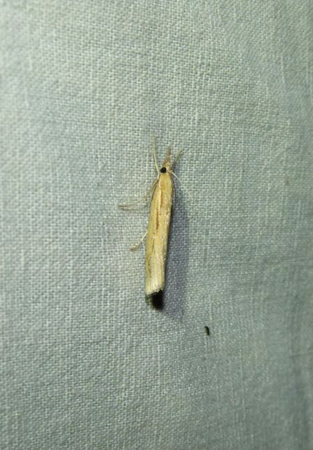 Agriphila straminella  - Sylvain Lethuillier