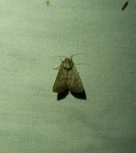 Hoplodrina blanda  - Sylvain Lethuillier