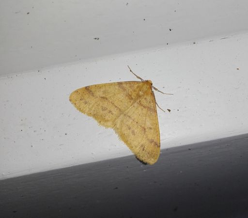 Agriopis aurantiaria  - Sylvain Lethuillier