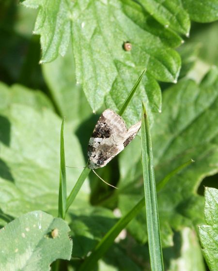 Pseudeustrotia candidula  - Sylvain Lethuillier