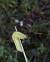 Hibou  - Sylvain Lethuillier