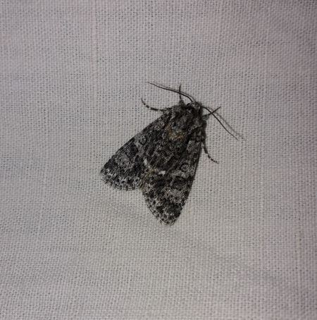 Noctuelle de la patience  - Sylvain Lethuillier