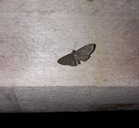 Eupithecia virgaureata  - Sylvain Lethuillier