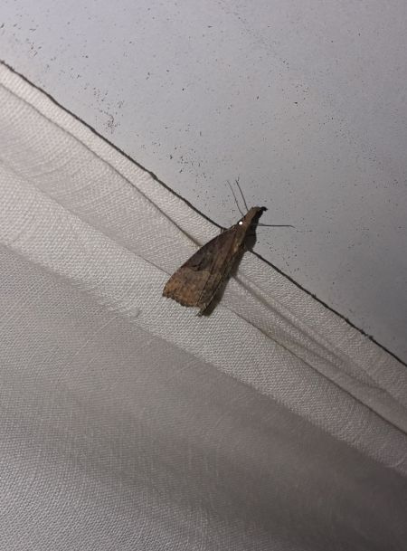 Hypena rostralis  - Sylvain Lethuillier