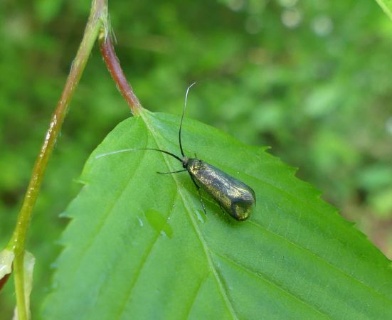 Adela reaumurella  - Sylvain Lethuillier