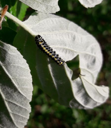 Diloba caeruleocephala  - Sylvain Lethuillier
