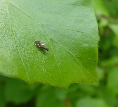Glyphipterix forsterella  - Sylvain Lethuillier
