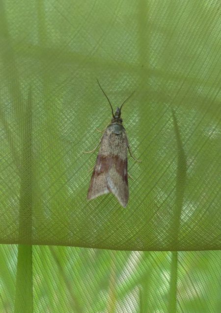 Hypochalcia ahenella  - Sylvain Lethuillier