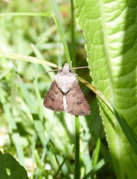 Noctuelle des moissons  - Sylvain Lethuillier