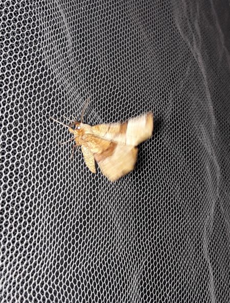 Selenia lunularia  - Sylvain Lethuillier