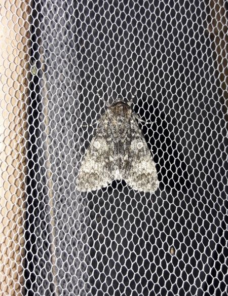 Acronicta megacephala  - Sylvain Lethuillier