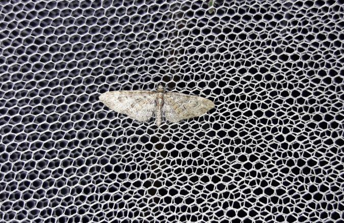 Eupithecia abbreviata  - Sylvain Lethuillier