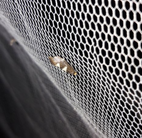 Incurvaria masculella  - Sylvain Lethuillier