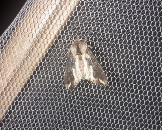 Egira conspicillaris  - Sylvain Lethuillier