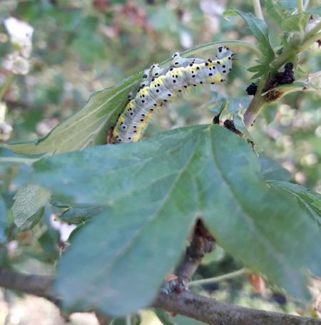 Diloba caeruleocephala  - Sylvain Lethuillier