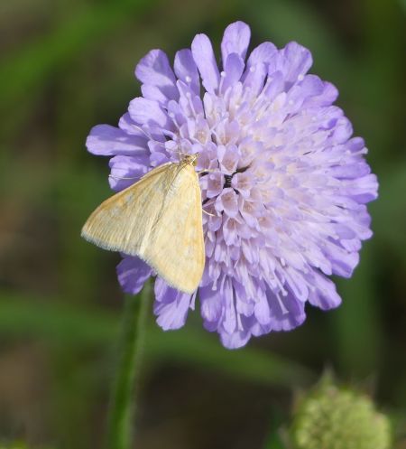 Sitochroa verticalis  - Sylvain Lethuillier