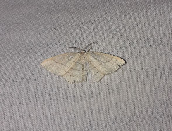 Cyclophora linearia  - Sylvain Lethuillier