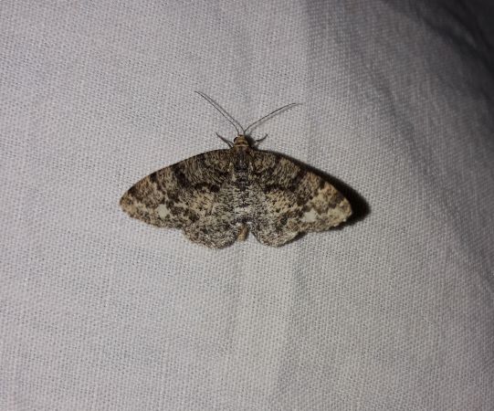 Parectropis similaria  - Sylvain Lethuillier