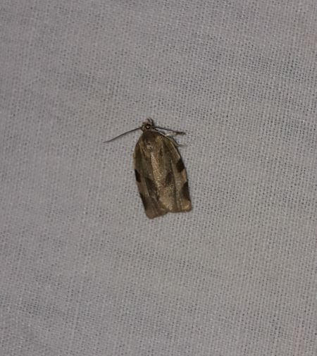 Choristoneura hebenstreitella  - Sylvain Lethuillier