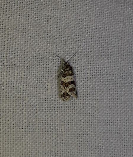 Isotrias rectifasciana  - Sylvain Lethuillier
