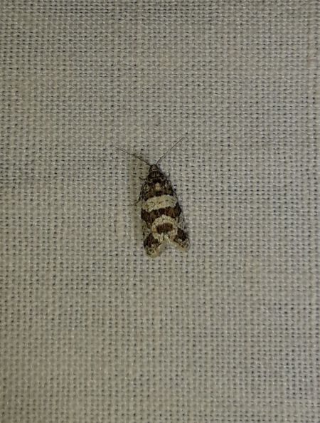 Isotrias rectifasciana  - Sylvain Lethuillier