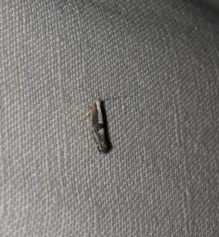 Argyresthia spinosella  - Sylvain Lethuillier