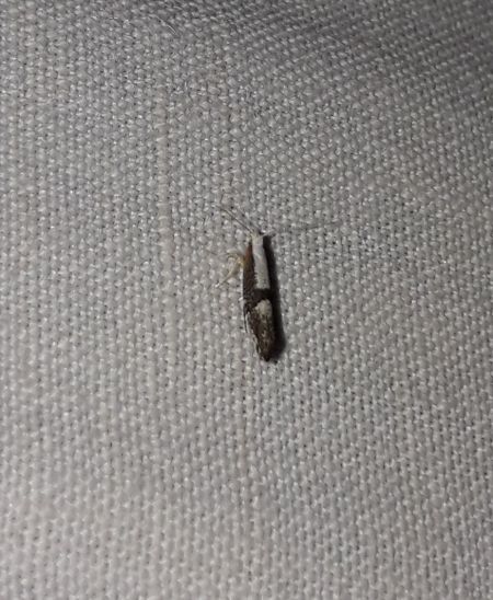 Argyresthia spinosella  - Sylvain Lethuillier