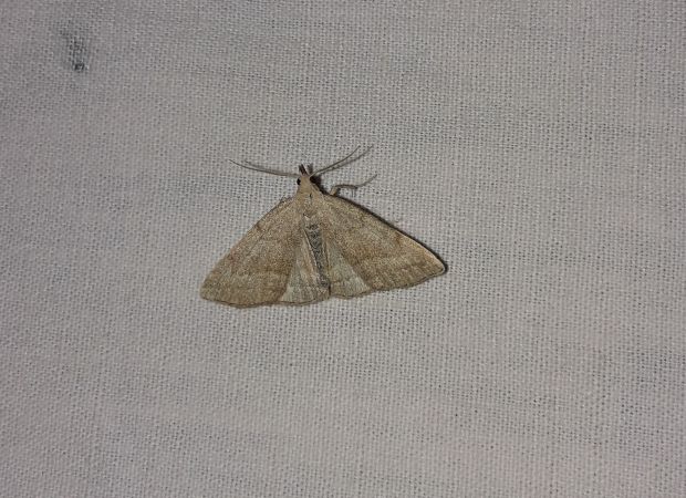 Pechipogo strigilata  - Sylvain Lethuillier