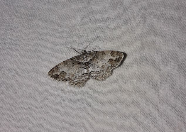 Paradarisa consonaria  - Sylvain Lethuillier