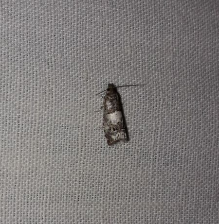 Notocelia trimaculana  - Sylvain Lethuillier