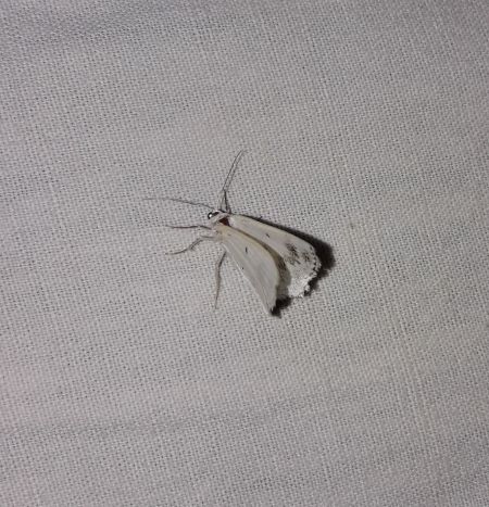 Lomographa temerata  - Sylvain Lethuillier