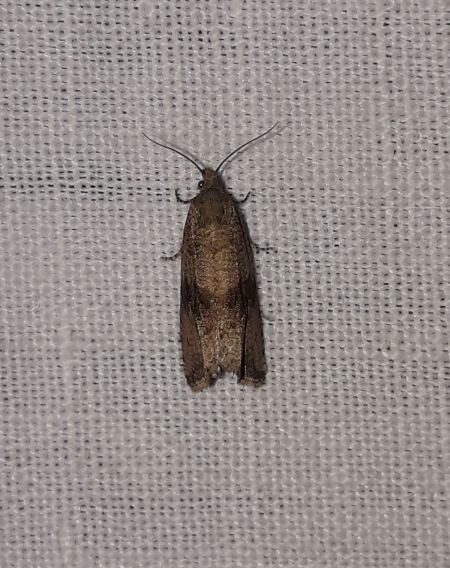 Celypha striana  - Sylvain Lethuillier