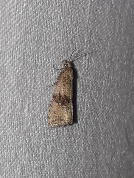 Celypha striana  - Sylvain Lethuillier