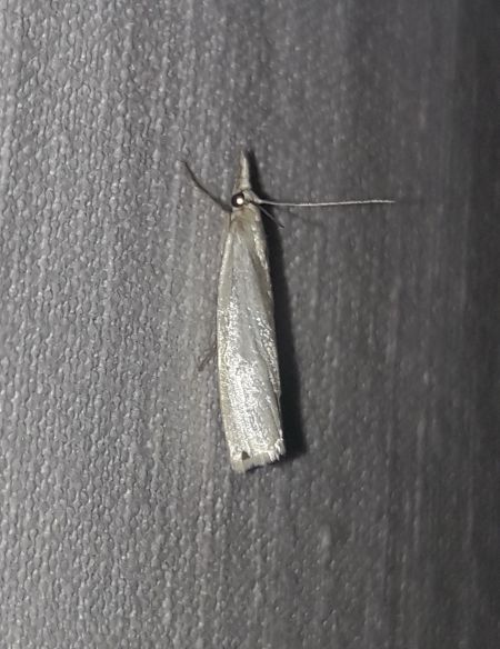 Crambus perlé  - Sylvain Lethuillier