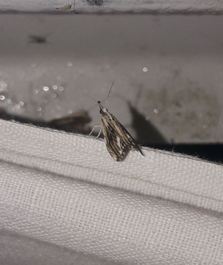 Catoptria verellus  - Sylvain Lethuillier