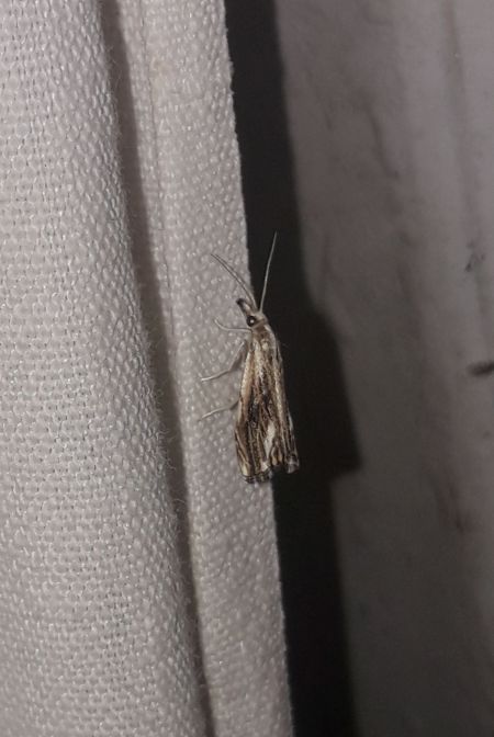 Catoptria verellus  - Sylvain Lethuillier