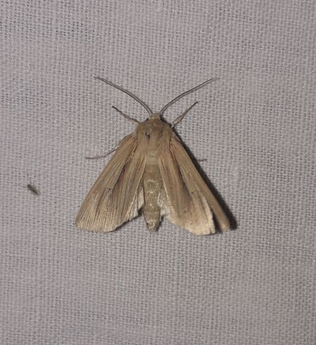 Mythimna straminea  - Sylvain Lethuillier