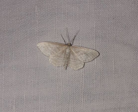 Idaea dilutaria  - Sylvain Lethuillier