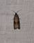 Celypha striana  - Sylvain Lethuillier