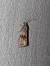 Celypha striana  - Sylvain Lethuillier