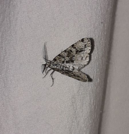 Fagivorina arenaria  - Sylvain Lethuillier