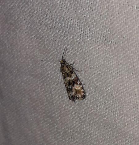 Orthotaenia undulana  - Sylvain Lethuillier