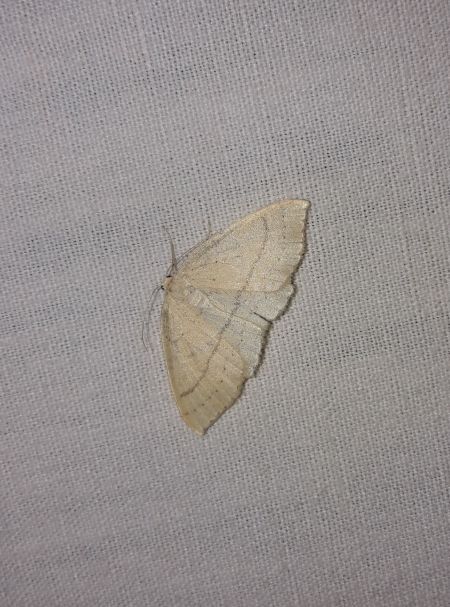 Cyclophora linearia  - Sylvain Lethuillier