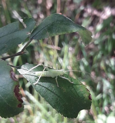 Oak Bush-cricket  - Sylvain Lethuillier