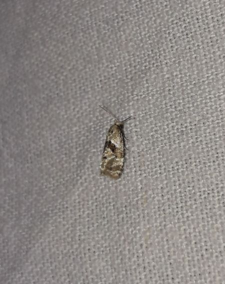 Phalonidia manniana  - Sylvain Lethuillier