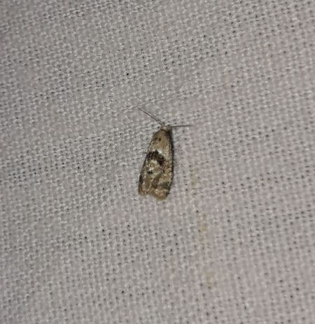 Phalonidia manniana  - Sylvain Lethuillier