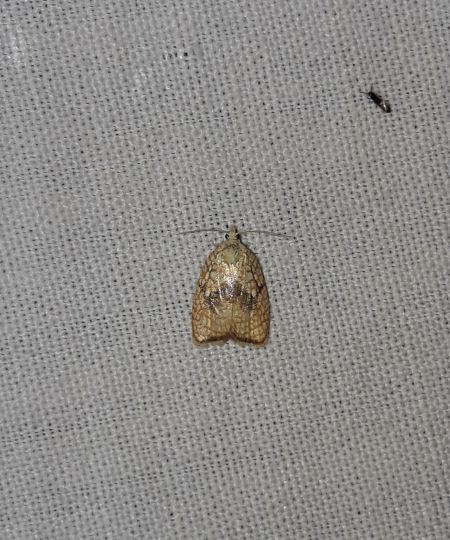 Acleris forsskaleana  - Sylvain Lethuillier