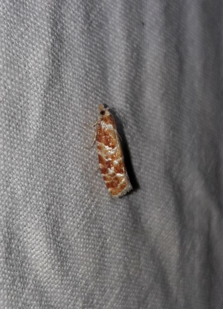 Rhyacionia pinicolana  - Sylvain Lethuillier